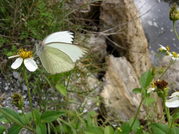 white butterfly b